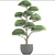 Niwaki Bonsai Cedar 3D model small image 3