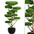 Cedar Bonsai Topiary Tree 3D model small image 1