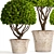 Spectacular Topiary Collection: 126 Varieties 3D model small image 2