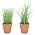 Leafy Terracotta Plant Duo 3D model small image 1