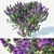 Lilac Blossom: Deluxe Syringa vulgaris 3D model small image 1