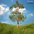 3D Tree Model with V-Ray and Corona Materials 3D model small image 2