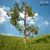 3D Tree Model No. 3: High-Quality, Versatile 3D model small image 2