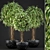 Exquisite Ficus Alii Collection 3D model small image 1