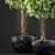 Exquisite Ficus Alii Collection 3D model small image 2