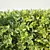 Versatile Ligustrum Hedge - 60cm Height 3D model small image 3