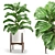 Tropical Statement: Ficus Lyrata Plant 3D model small image 1