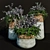 Exotic Persian Shield: Vibrant Outdoor Plants 3D model small image 1