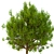 3D Model Bush No. 3: All Seasons 3D model small image 2