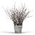 Silvery Willow Flowering Plant 3D model small image 1