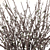 Silvery Willow Flowering Plant 3D model small image 2