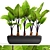 Large-Rooted Alocasia: Collection of 143 Exquisite Plants 3D model small image 1