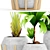 Exotic Collection: Tropical Ficus & Coconut Tree 3D model small image 2