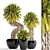 Tropical Yucca Elata Collection 3D model small image 1