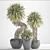 Tropical Yucca Elata Collection 3D model small image 3