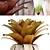 Tropical Bromelia: Exotic Collection of Plants 3D model small image 2