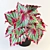 Colorful Rex Begonia Plant 3D model small image 2