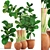 Exotic Plant Collection: Ficus Lyrata & Sansevieria 3D model small image 1