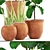 Exotic Plant Collection: Ficus Lyrata & Sansevieria 3D model small image 2