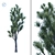Tall Poplar Tree for Vray 3D model small image 1
