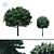 Compact Fraxinus Tree: Perfect for Small Gardens 3D model small image 1