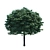 Compact Fraxinus Tree: Perfect for Small Gardens 3D model small image 2