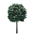 Compact Fraxinus Tree: Perfect for Small Gardens 3D model small image 3