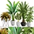 Exotic Plant Collection: Palm, Banana, Ficus 3D model small image 1