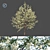 French Beauty: Prunus Avium Plena 3D model small image 1