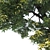 Realistic Fraxinus Ornus Tree 3D model small image 2