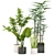 Tropical Indoor Plant Set 3D model small image 1