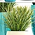 Green Oasis: Chlorophytum & Sansevieria Collection 3D model small image 2