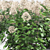 Hydrangea Paniculata | Hortel Library 3D model small image 2