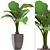 Exotic Alocasia: Large Root|Pot, Indoor Plant 3D model small image 1