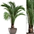 Tropical Elegance: Hedyscepe Canterburyana 3D model small image 1