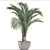 Tropical Elegance: Hedyscepe Canterburyana 3D model small image 3