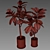 Exquisite Ficus Elastica Duo 3D model small image 3