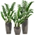 Zamioculcas Collection: Stunning Interior Plants 3D model small image 1