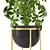 Luxury Black and Gold Schefflera 3D model small image 2