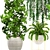 Indoor Plant Collection: Ficus Alii, Schefflera, Zamioculcas & Caladium 3D model small image 2