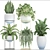 Indoor Plant Collection: Schefflera, Zamioculcas, Caladium 3D model small image 3