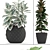 Lush Ficus Collection: Robusta, Elastica & Lyrata 3D model small image 2
