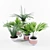 Tropical Greenery: 3 Palm & 2 Fern 3D model small image 1