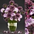 Springtime Blooms: Carnation Collection 3D model small image 1