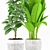 Tropical Plant Collection with Concrete pot 3D model small image 3