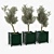 Elegant Olive Tree Model 3D model small image 1