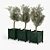 Elegant Olive Tree Model 3D model small image 2