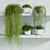 Rhipsalis Indoor Plant Set 3D model small image 1