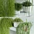Rhipsalis Indoor Plant Set 3D model small image 2