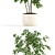 Botanical Bliss: 96 Stunning Plants 3D model small image 2